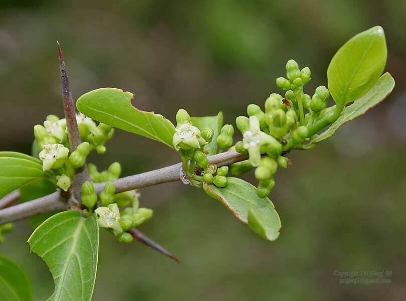 Image of Canthium coromandelicum (Burm. fil.) Alston