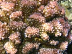 Sivun Pocillopora verrucosa (Ellis & Solander 1786) kuva