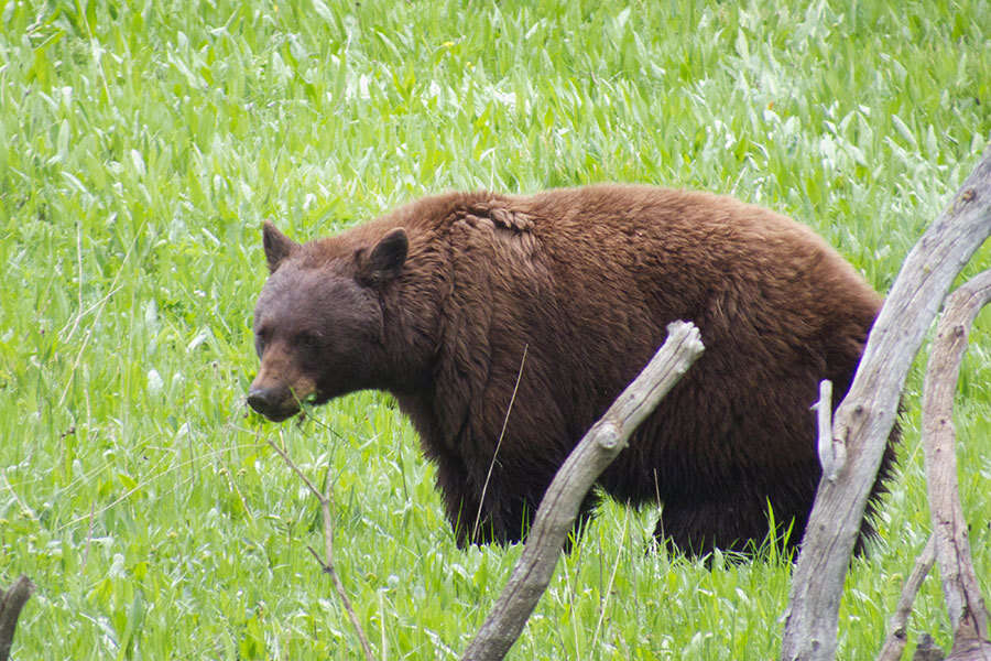 Image of Ursus Linnaeus 1758