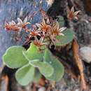 Image of Ribbed Butterbush