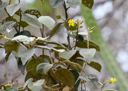 Image of Capparicordis crotonoides (Kunth) Iltis & Cornejo