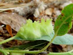 Salix lasiolepis Benth. resmi