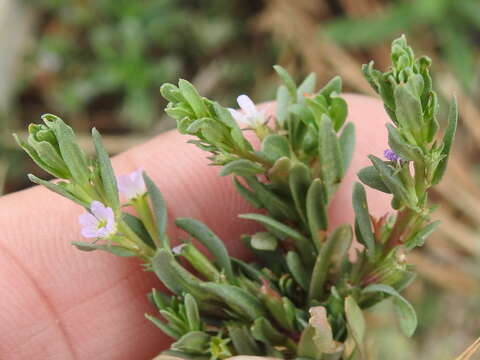 Plancia ëd Lythrum hyssopifolia L.