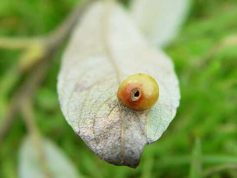 Salix lasiolepis Benth. resmi