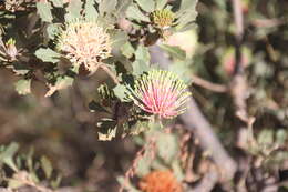 Image of Matchstick banksia