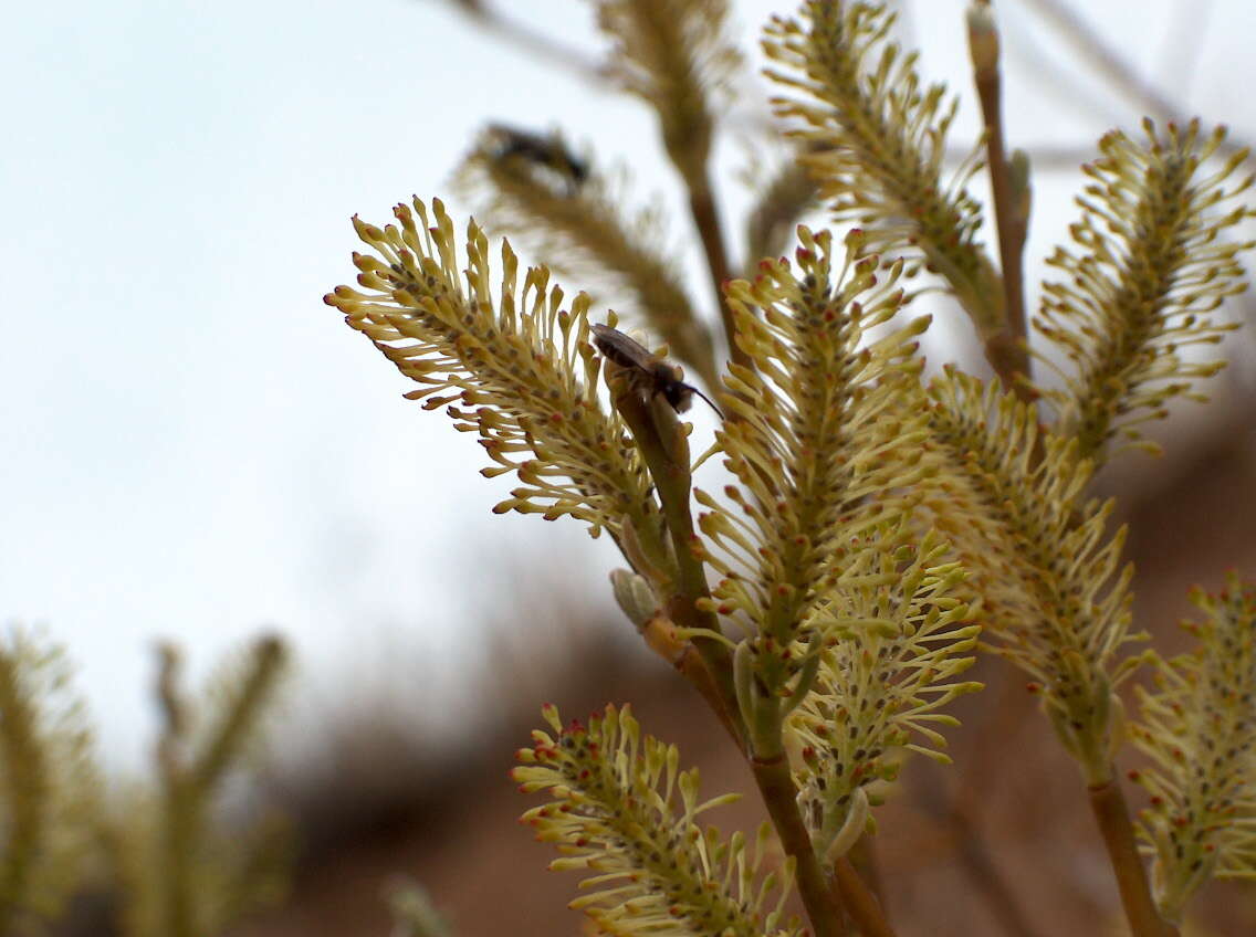 Salix lasiolepis Benth. resmi