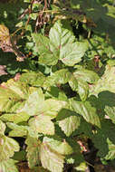 Image of western black currant