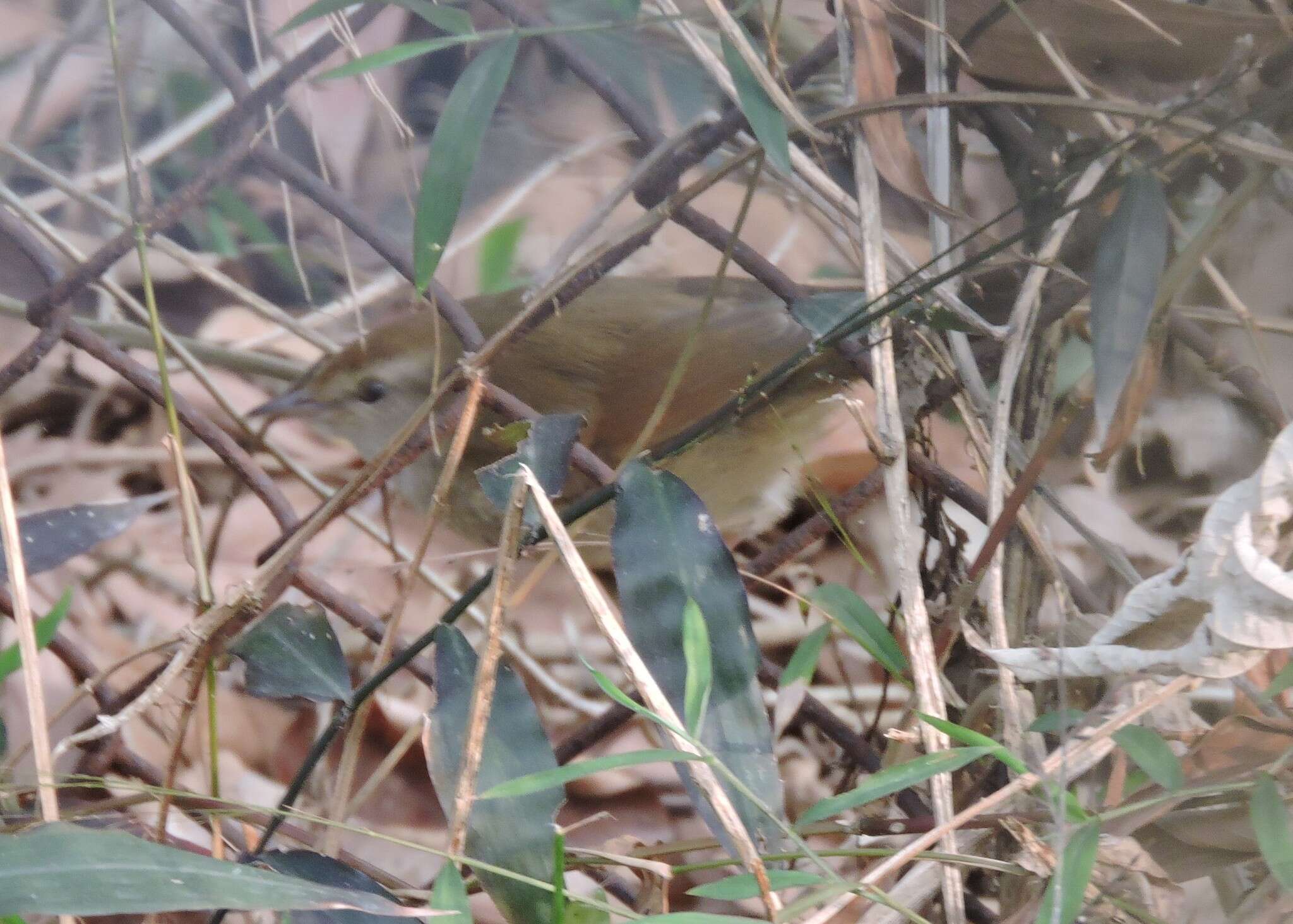 Image of Manchurian Bush Warbler