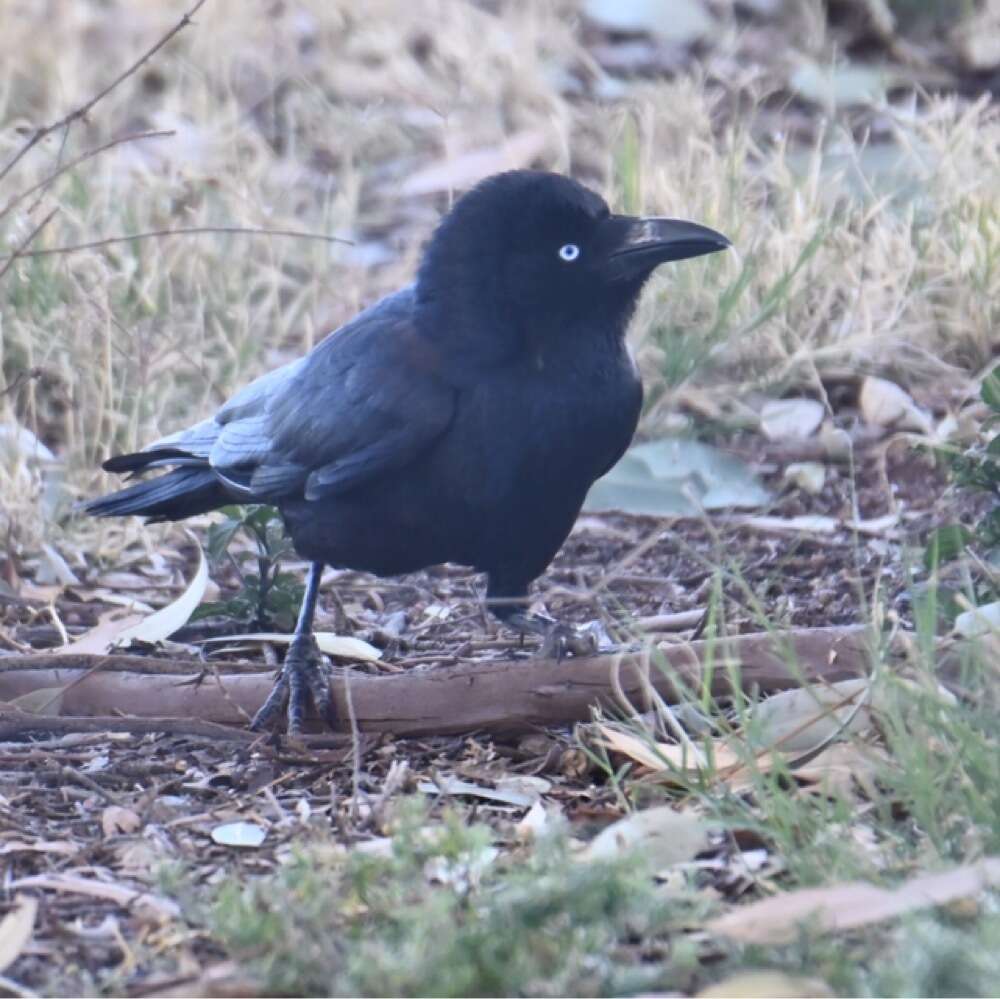 Imagem de Corvus bennetti North 1901