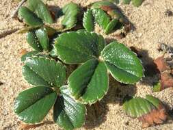 Image of beach strawberry