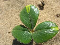 Image of beach strawberry