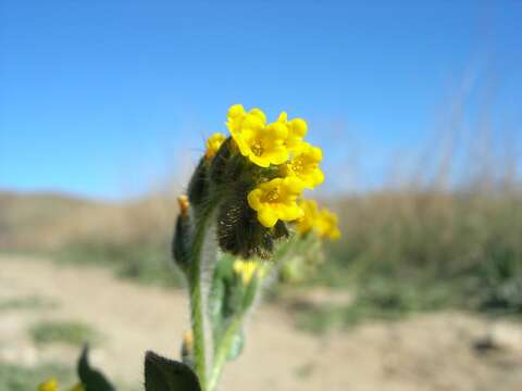 Image of Menzies' fiddleneck