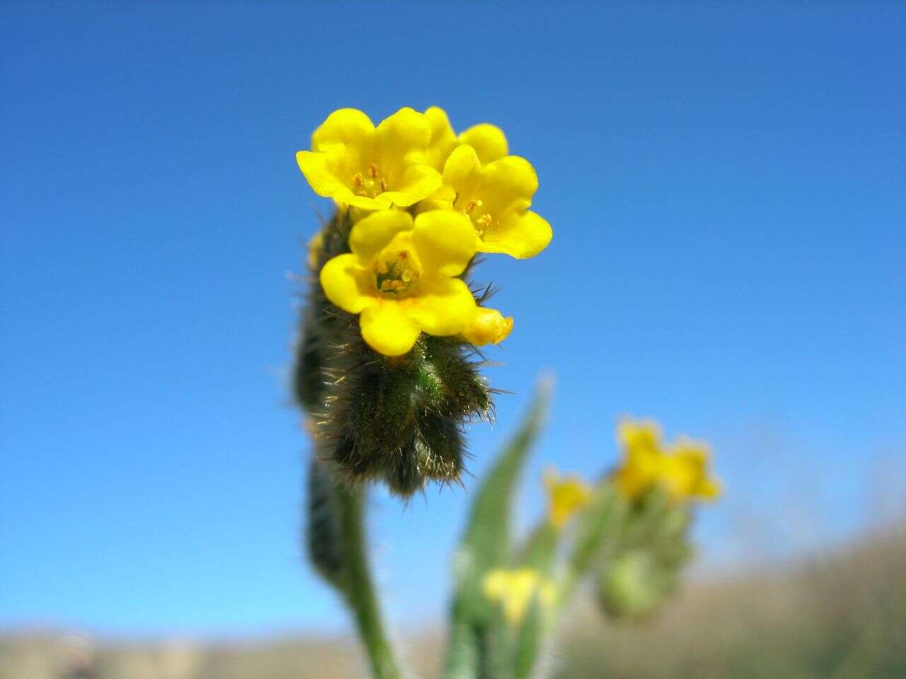 Image of Menzies' fiddleneck