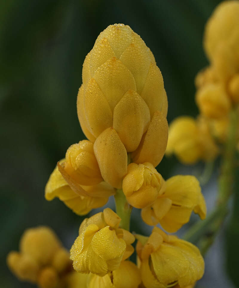 Слика од Senna alata (L.) Roxb.