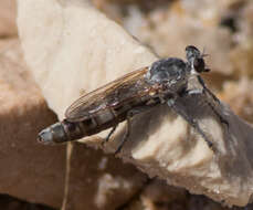 Image of Three-banded Robber Fly