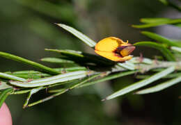 Plancia ëd Bossiaea rosmarinifolia Lindl.