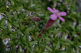 Plancia ëd Saponaria caespitosa DC.