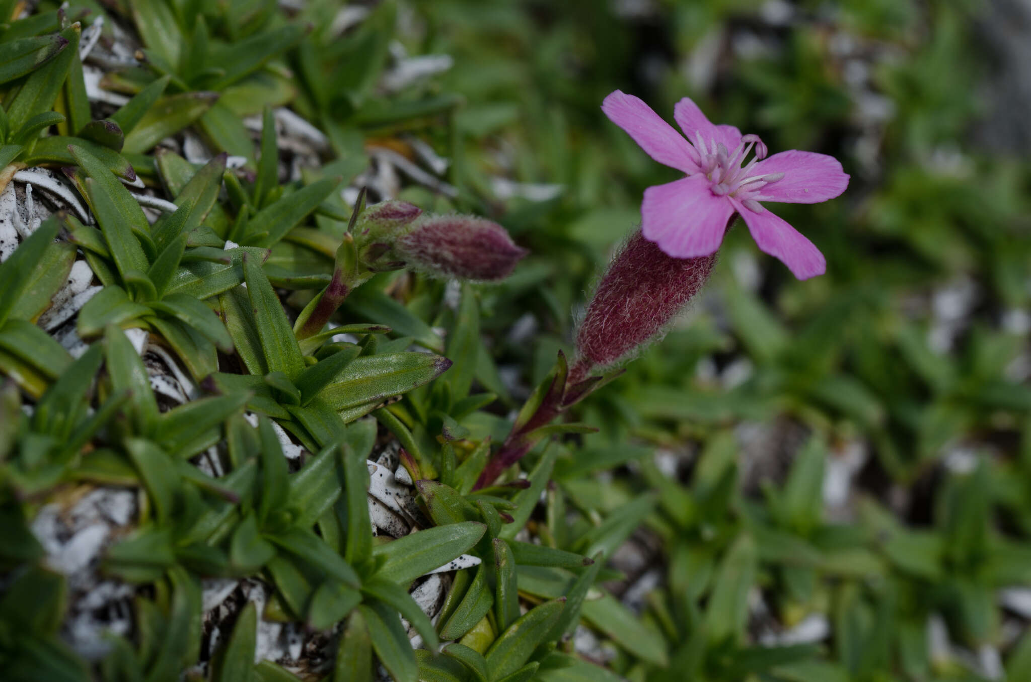 Image of Saponaria caespitosa DC.