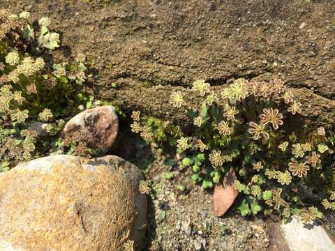 Image of Marchantia emarginata Reinw., Blume & Nees