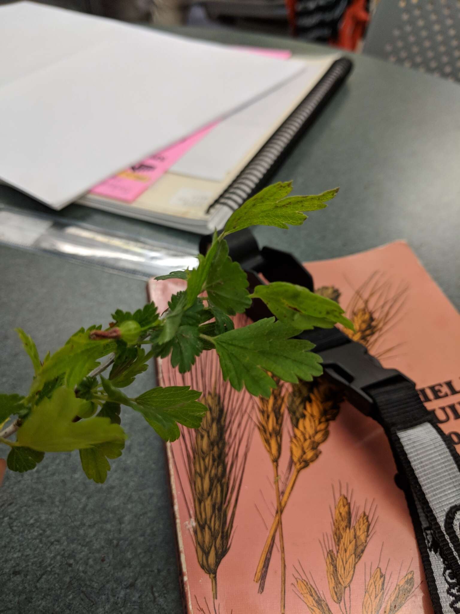 Image of hairystem gooseberry