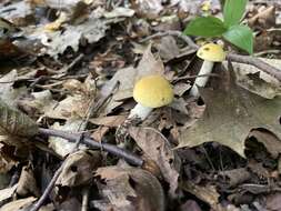 Image of Leccinum luteum A. H. Sm., Thiers & Watling 1967