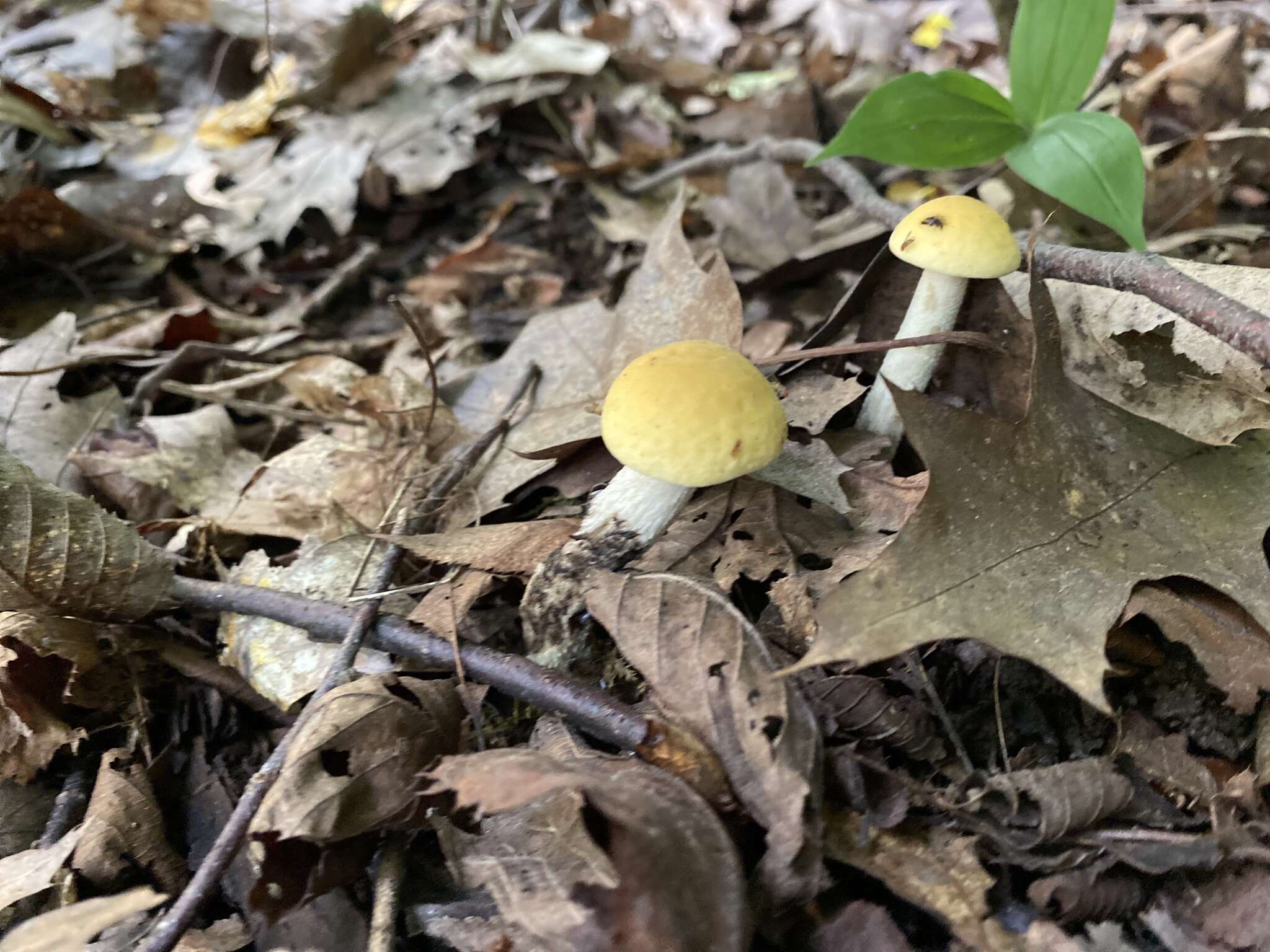 Image of Leccinum luteum A. H. Sm., Thiers & Watling 1967