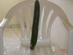 Image of garden cucumber