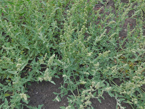 Chenopodium incanum (S Wats.) Heller的圖片