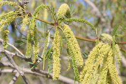 Image of honey mesquite