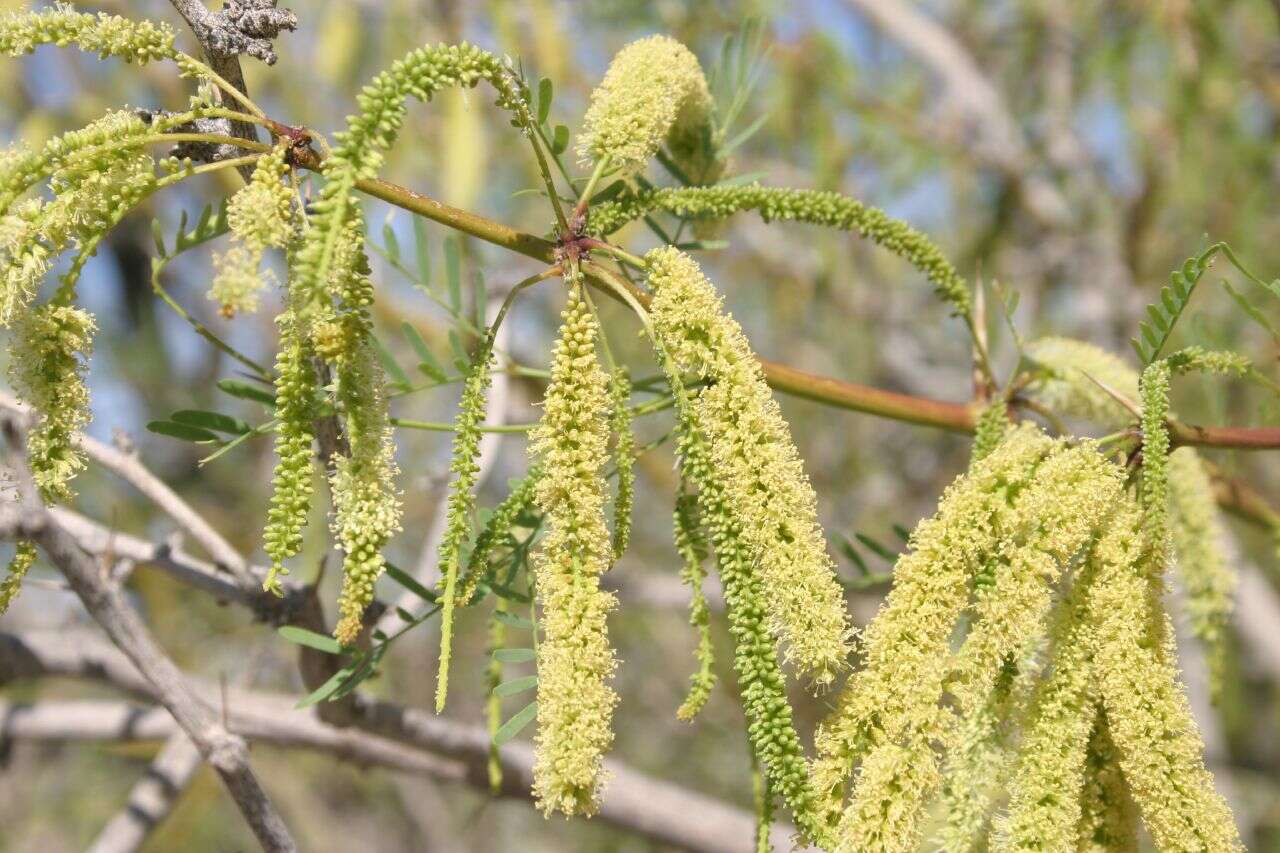 Image of honey mesquite