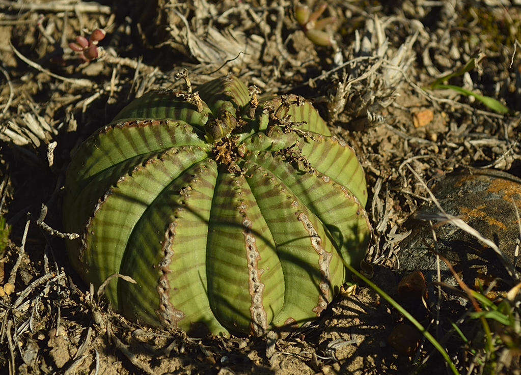 Слика од Euphorbia meloformis Aiton