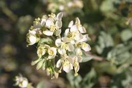 Eremothera boothii (Douglas) W. L. Wagner & Hoch的圖片