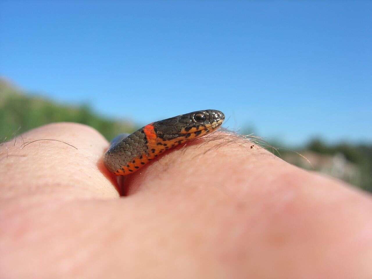 Image of Ring-necked Snake