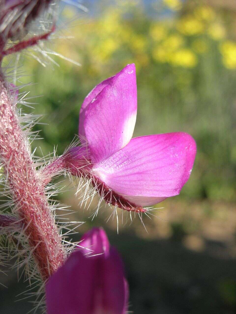 Plancia ëd Lupinus hirsutissimus Benth.