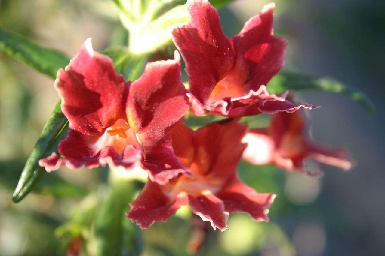 Image of Orange Bush-Monkey-Flower
