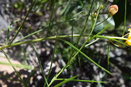 Image of Arizona desert foxglove