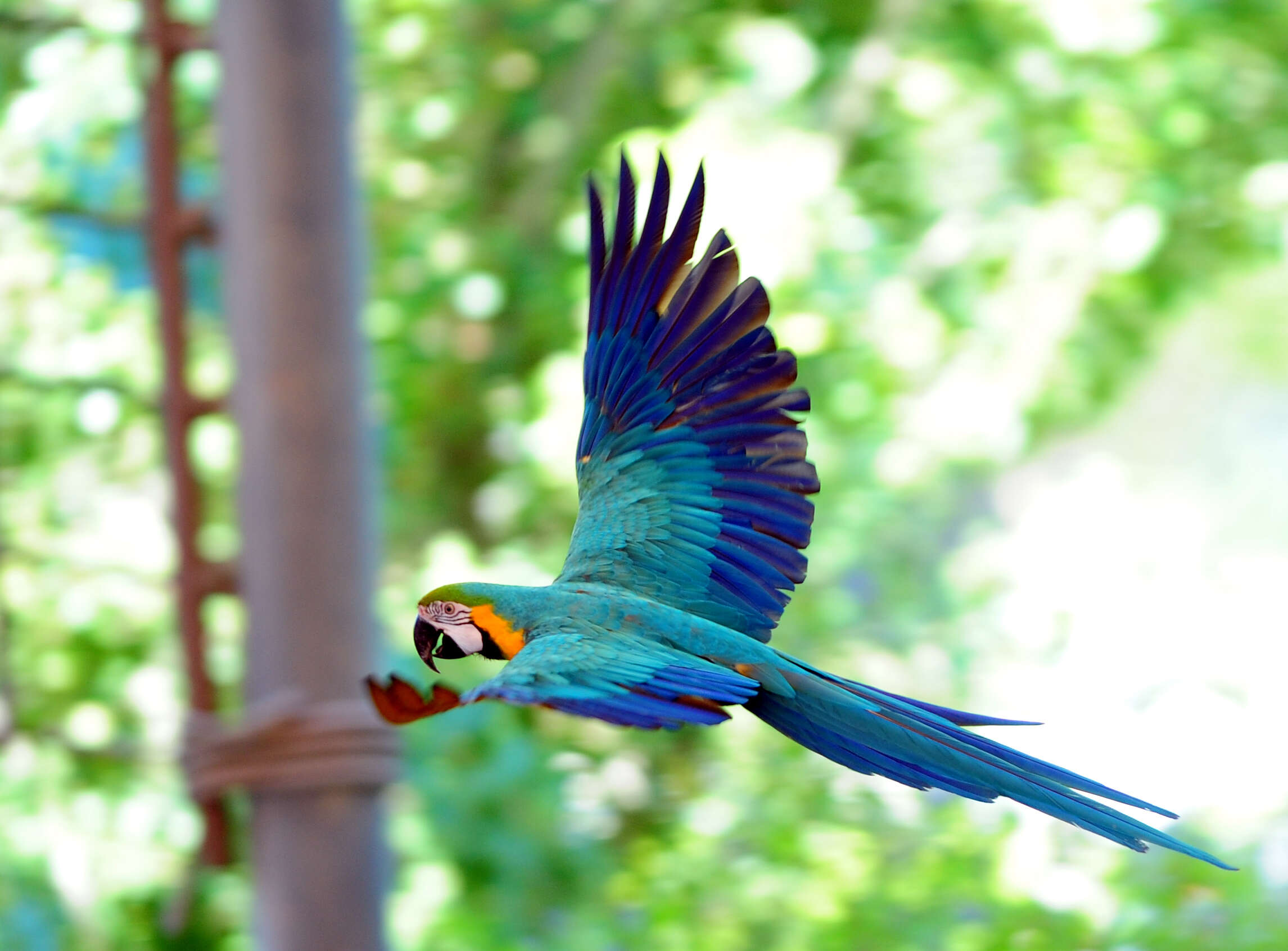 Image of macaws