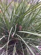 Image of Lomandra multiflora subsp. multiflora