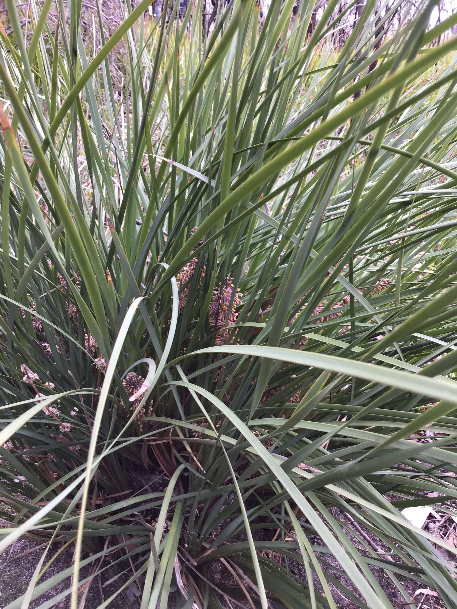 Image de Lomandra multiflora subsp. multiflora