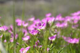 Слика од Calandrinia ciliata (Ruiz & Pavon) DC.