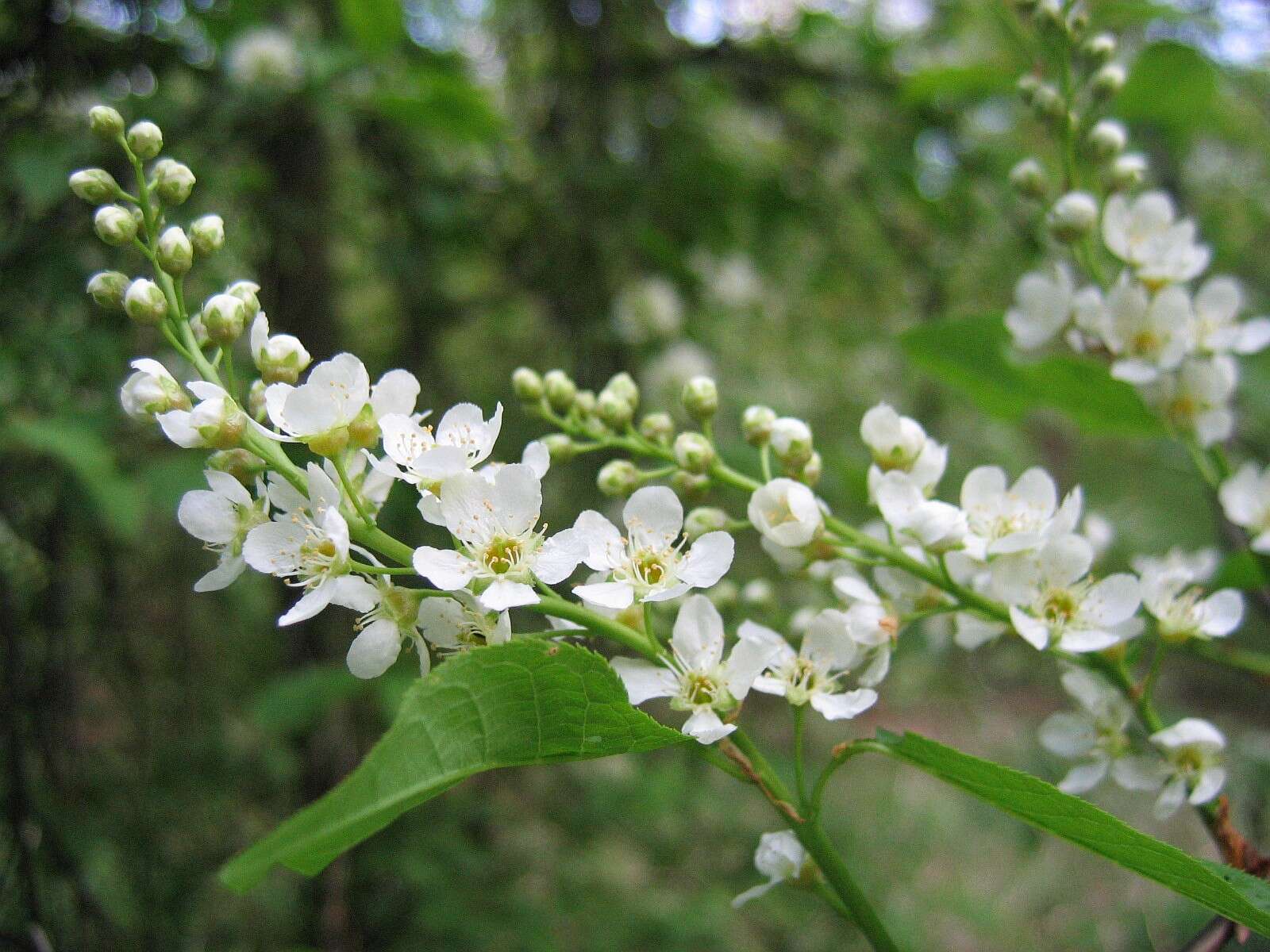 Image of Bird Cherry