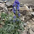 Plancia ëd Delphinium changaicum N. V. Frizen