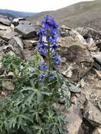 Plancia ëd Delphinium changaicum N. V. Frizen