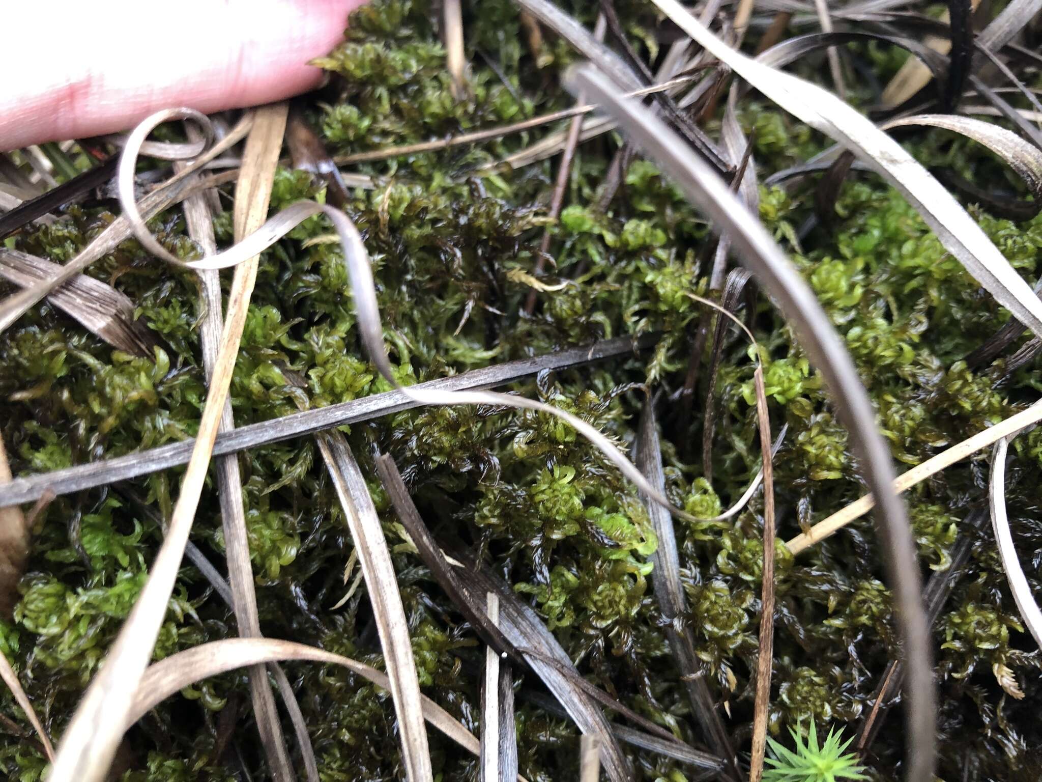 Image of Cow-horn Bog-moss