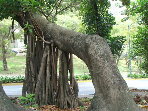 Image of Banyan