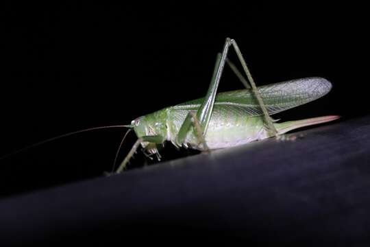 Image of Chinese Green Bush Cricket