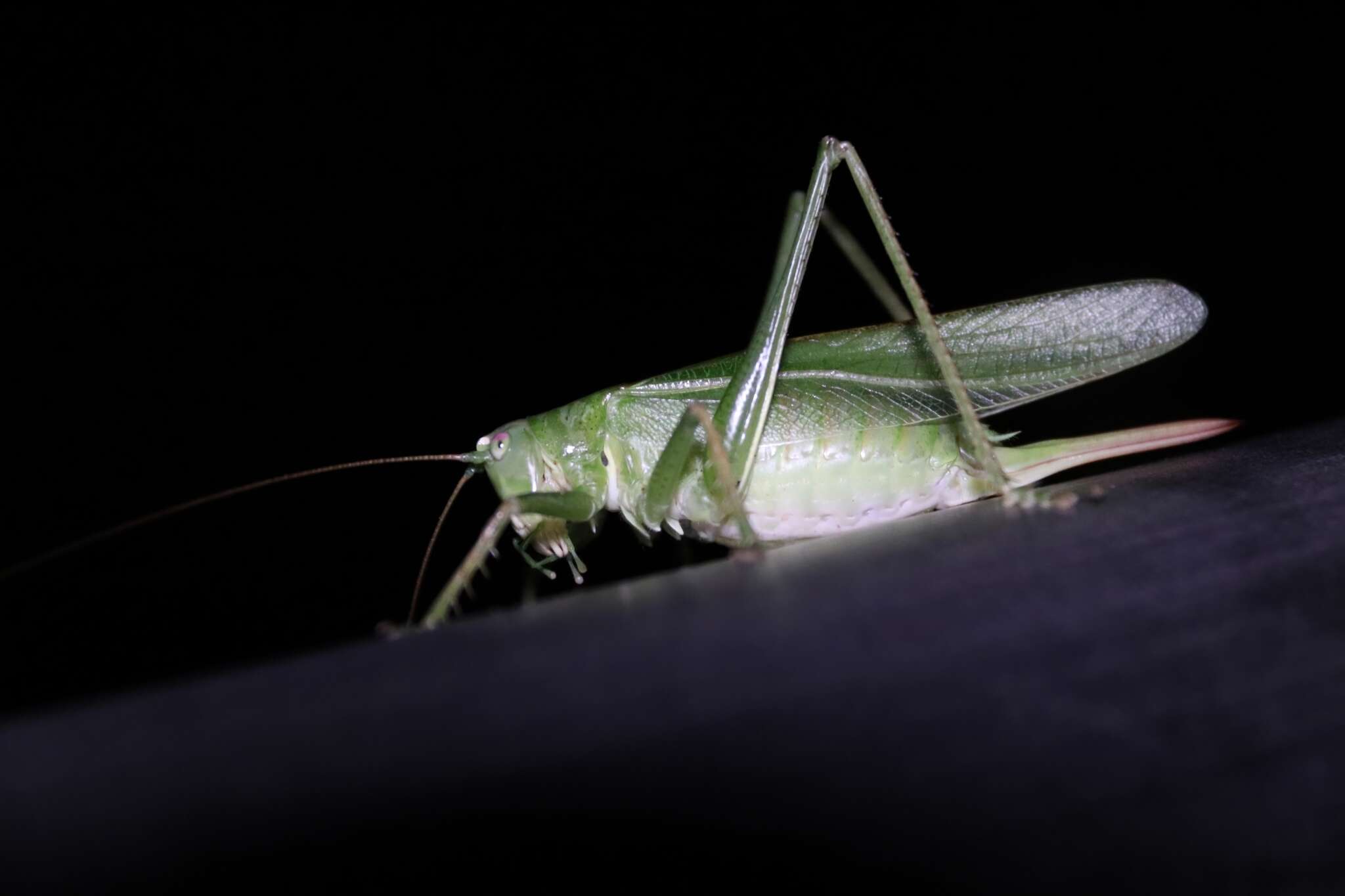 Plancia ëd Tettigonia chinensis Willemse & C. 1933