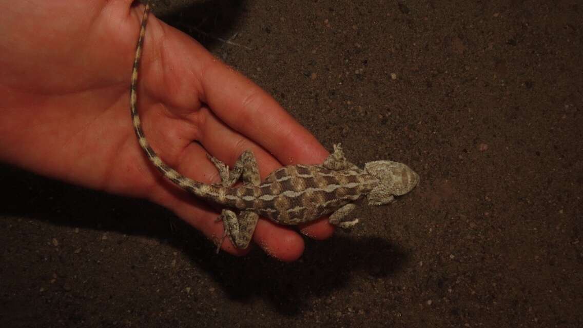 Image of Brilliant ground agama