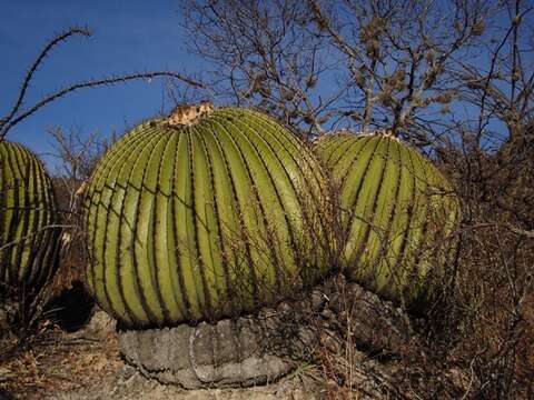 Image of Cactus