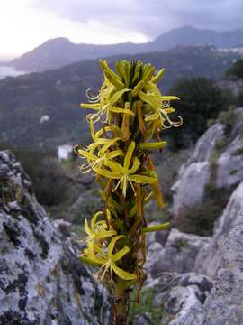 Image of yellow asphodel